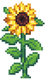 Sunflower Stage 4.png