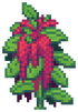 Amaranth Stage 4.png