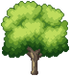Citron Tree Stage 3.png