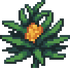 Wild Pineapple Stage 4.png
