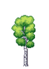 Birch Tree Stage 3.png